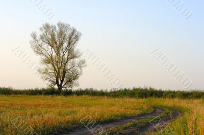 Tree and road