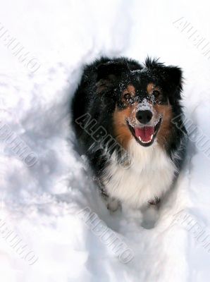 Australian Shepherd Standing in Snow