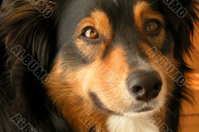 Australian Shepherd (Canis Familiaris)