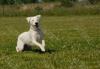 running jack russel terrier