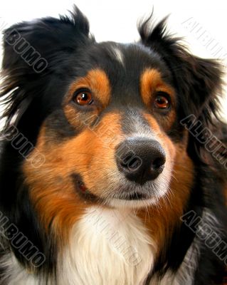 Australian Shepherd (Canis Familiaris)