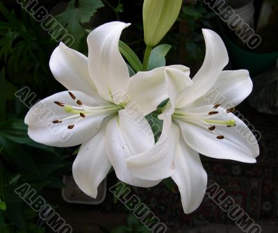 Blossoming white lily