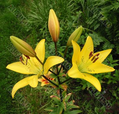 Blossoming yellow lily
