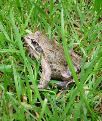 Frog sitting in a grass