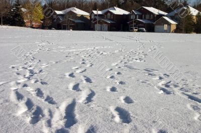 Footprints lead home