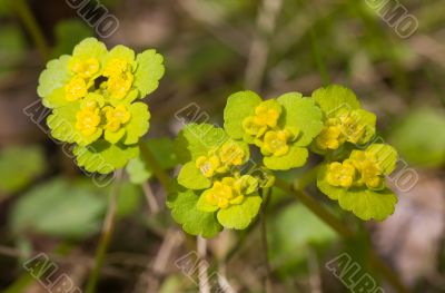 Chrysosplenium close up