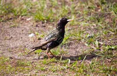 Curious starling