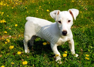 puppy jack russel terrier