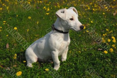 puppy jack russel terrier