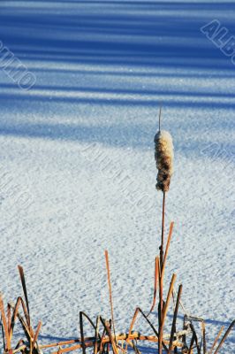 Winter landscape.