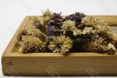 Frame with sear flowers
