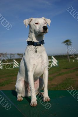 jack russel terrier