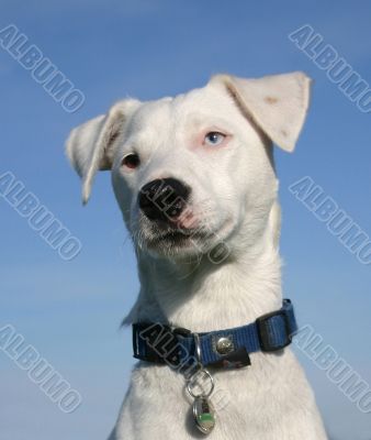 jack russel terrier