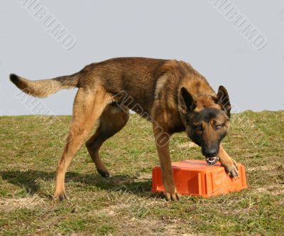 belgian shepherd