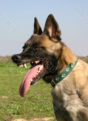 belgian shepherd