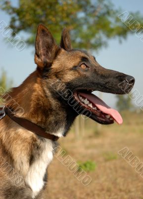 belgian shepherd