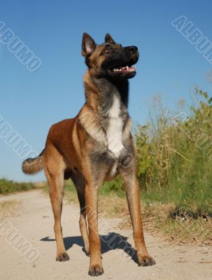 belgian shepherd malinois
