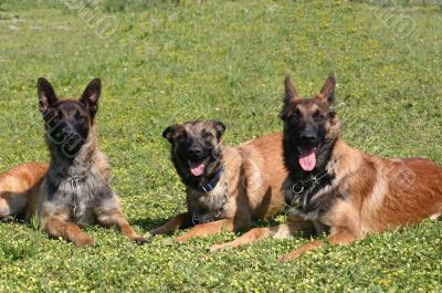 three malinois