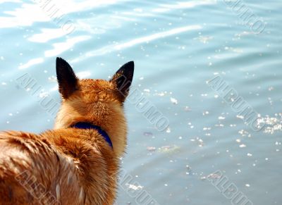 belgian shepherd and water