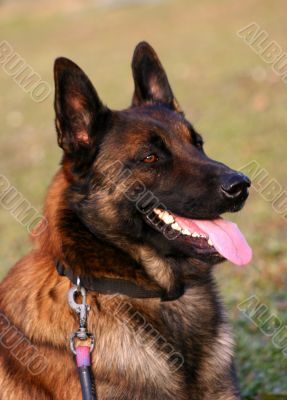 belgian shepherd malinois