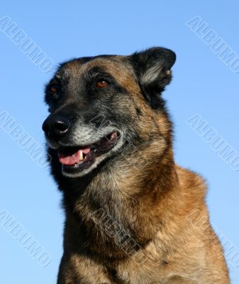 belgian shepherd malinois