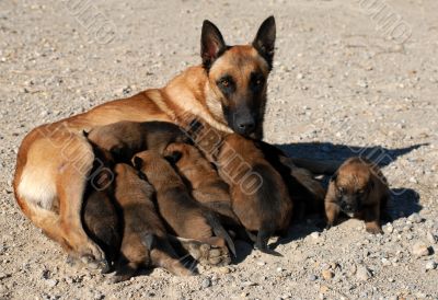 belgian shepherd and puppies
