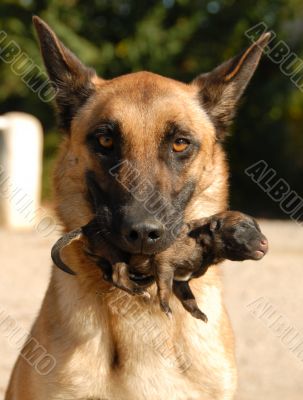 mother dog and puppy