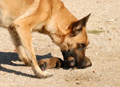 mother dog and puppies