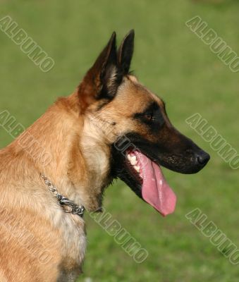 belgian shepherd malinois