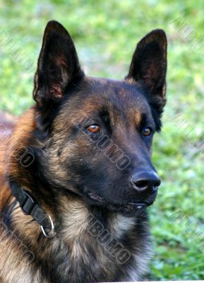 belgian shepherd malinois