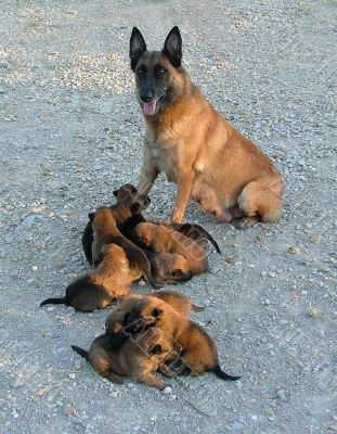 shepherd and puppies