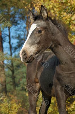 foal in fall