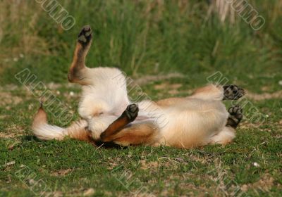 belgian shepherd on grass