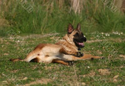 belgian shepherd malinois