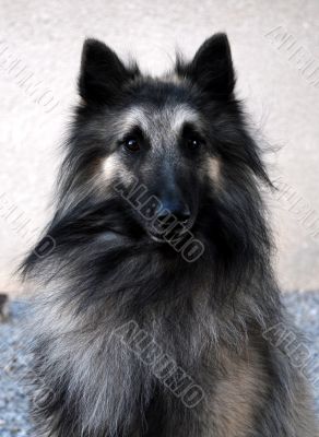 belgian shepherd tervueren