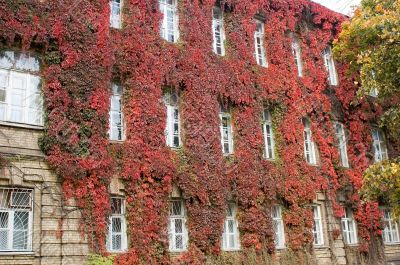 red ivy wall