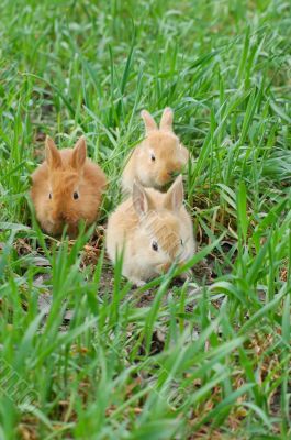 rabbit landing