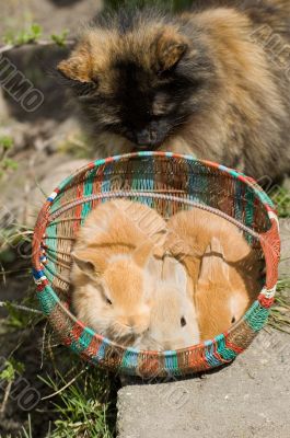 rabbits and cat