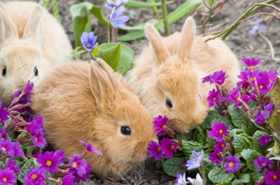 three red rabbits go on a journey