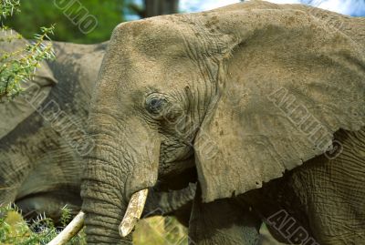 Elephant Close Up