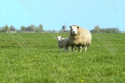 sheep on willow