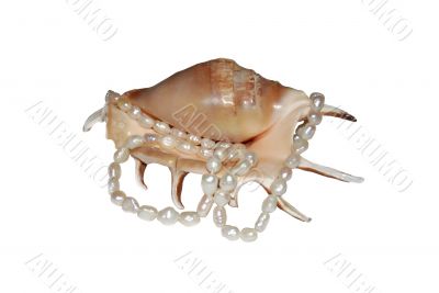 A shell with thread of pearls