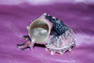A shell on the pink background