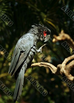 Black parrot