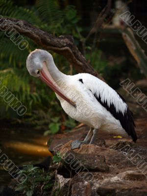Pelican