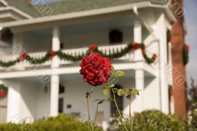 Christmas House and Rose