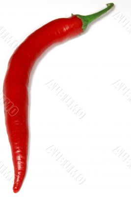 Isolated red pepper