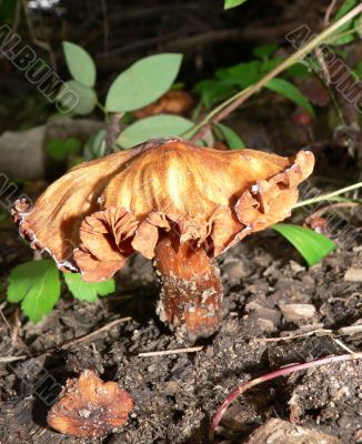 Unique Golden Mushroom