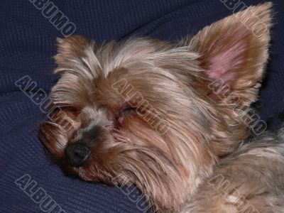 Napping Yorkie