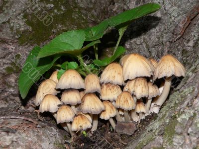 Mushroom Cluster